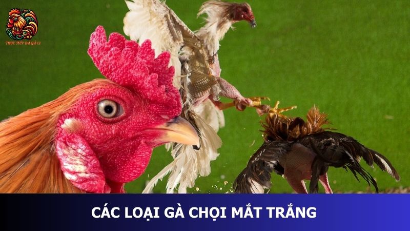 Các loại gà chọi mắt trắng 