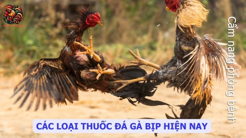 Các loại thuốc đá gà bịp hiện nay