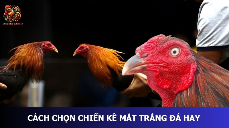 Cách chọn chiến kê mắt trắng từ sư kê kinh nghiệm