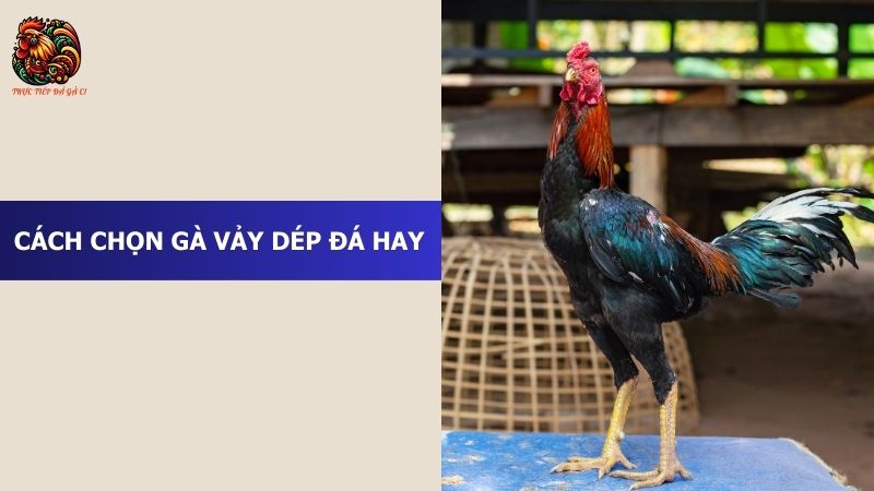 Cách chọn gà vảy dép đá hay chuẩn nhất