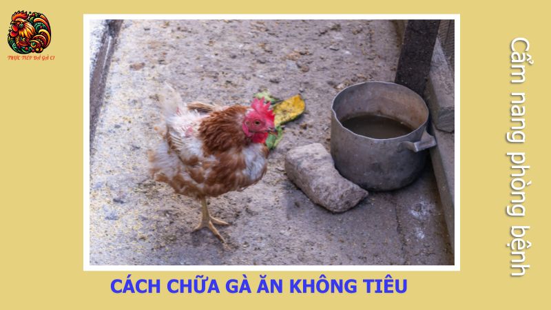 Cách chữa gà ăn không tiêu