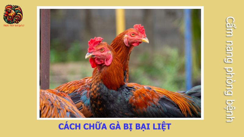 Cách chữa gà bị bại liệt hiệu quả nhất 