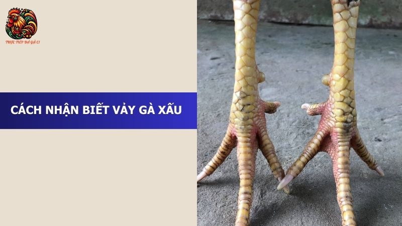 Cách nhận biết vảy gà xấu