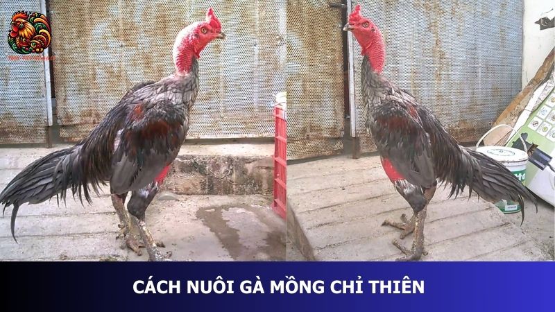 cách nuôi gà mồng chỉ thiên