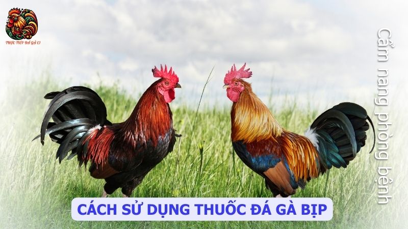 Cách sử dụng thuốc đá gà bịp