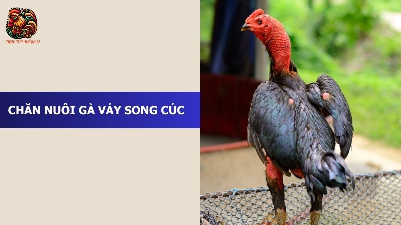 Chăn nuôi gà vảy song cúc như thế nào?