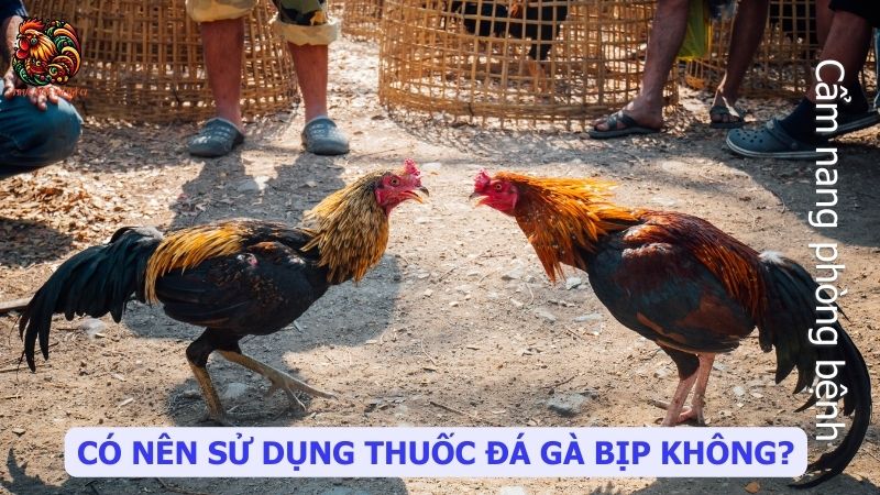 Có nên sử dụng thuốc đá gà bịp không?