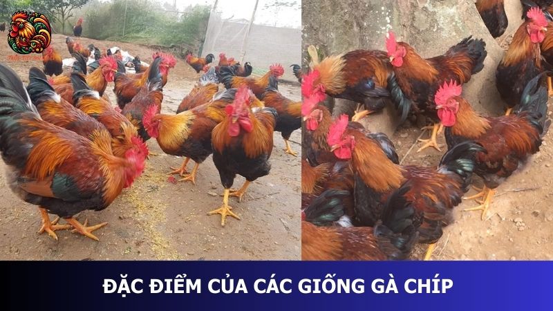 đặc điểm của các giống gà chíp