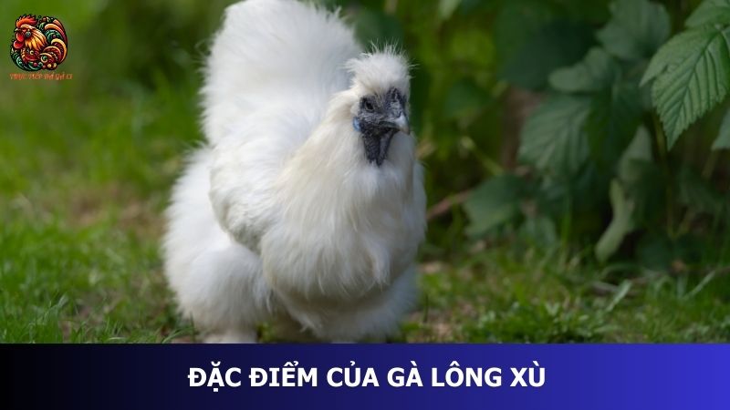 Đặc điểm của gà lông xù