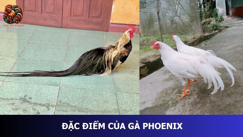 Đặc điểm của gà Phoenix