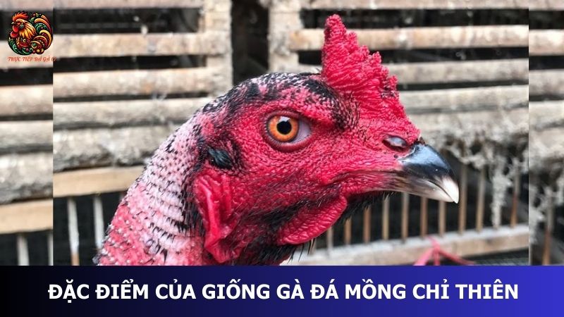 Đặc điểm của giống gà đá mồng chỉ thiên