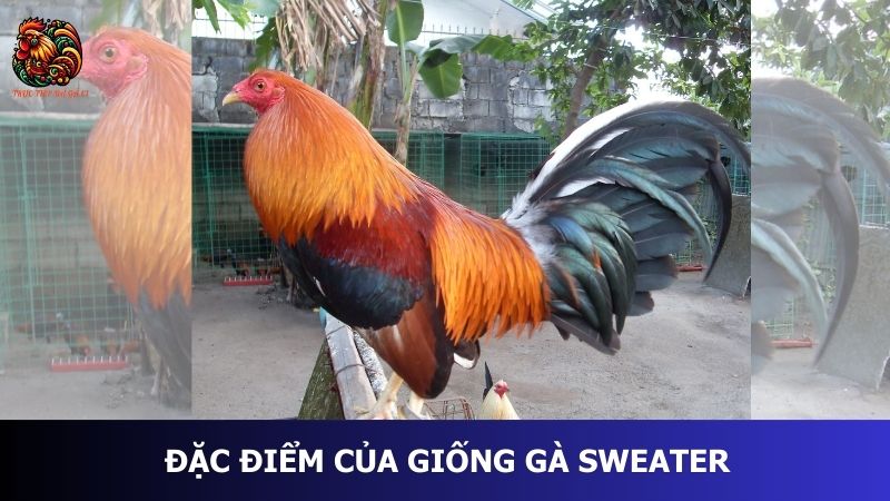 Đặc điểm của giống gà Sweater