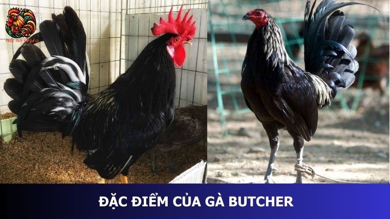 Đặc điểm nhận dạng của gà Butcher