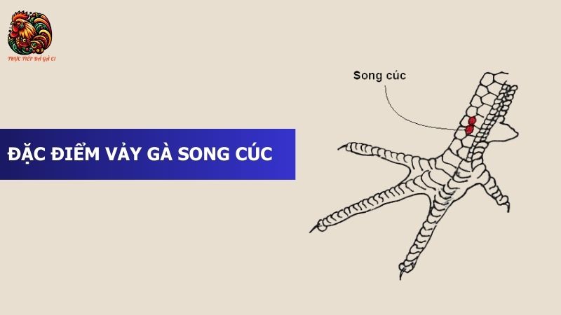 Đặc điểm nhận dạng vảy gà song cúc