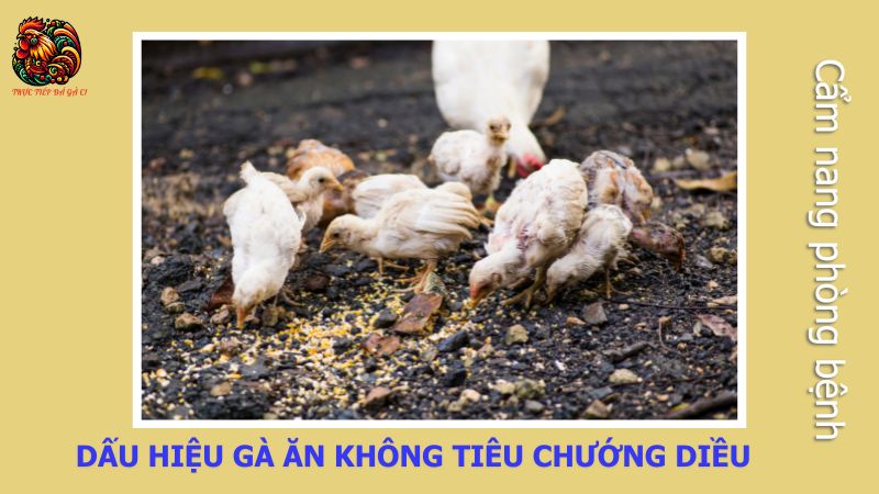 Dấu hiệu gà ăn không tiêu chướng diều