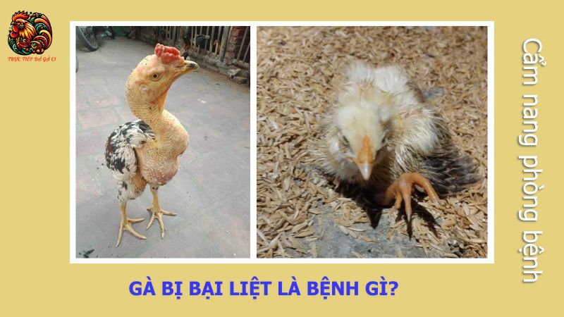 Gà bị bại liệt là bệnh gì?