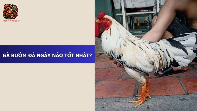 Gà bướm đá ngày nào tốt nhất?