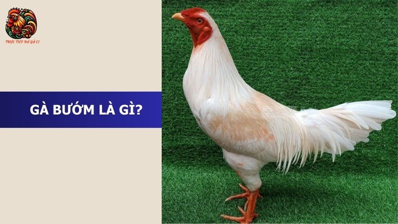 Gà bướm là gì?