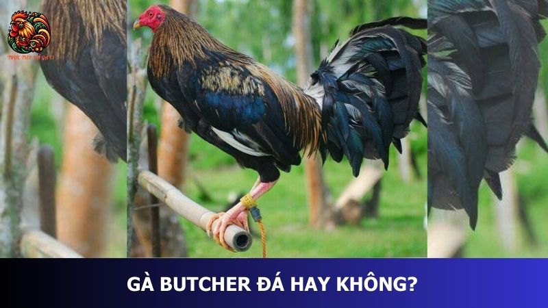 Gà Butcher đá hay không?