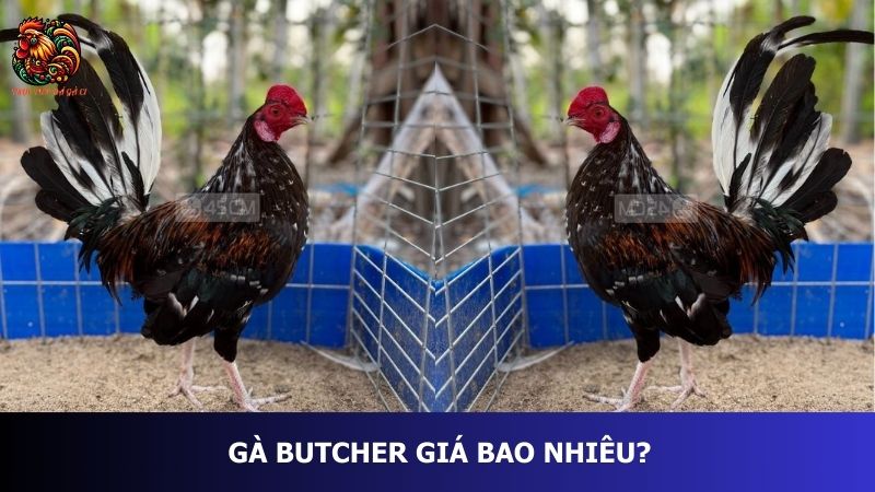 Gà Butcher giá bao nhiêu?