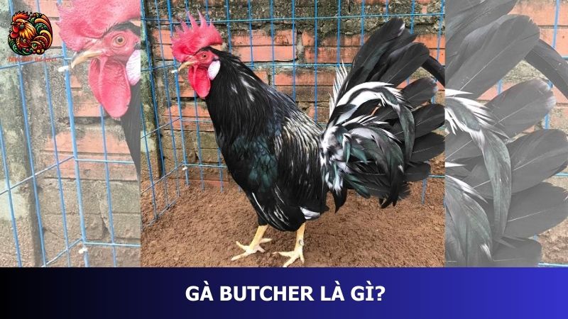 Gà Butcher là gì?