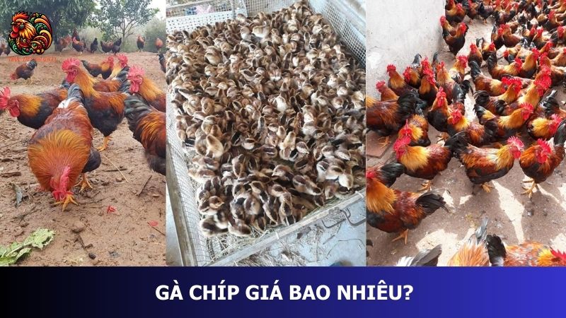 Gà chíp giá bao nhiêu?