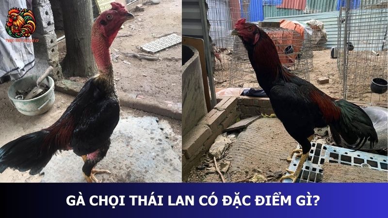 Gà chọi Thái Lan có đặc điểm gì?