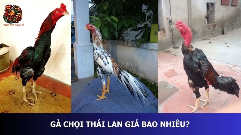 Gà chọi Thái Lan giá bao nhiêu? 