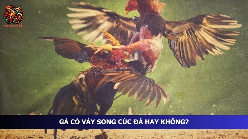 Gà có vảy song cúc đá hay không?