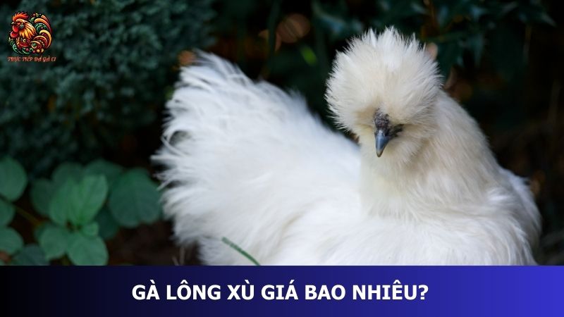 Gà lông xù giá bao nhiêu?