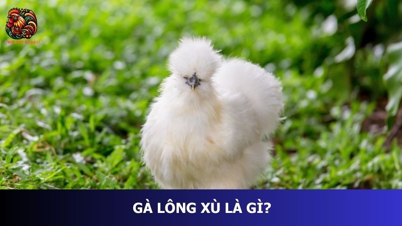 gà lông xù là gì?