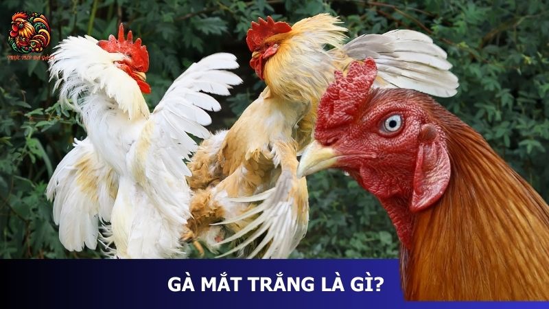 Gà mắt trắng là gì? 