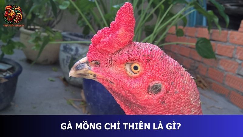 Gà mồng chỉ thiên là gì?