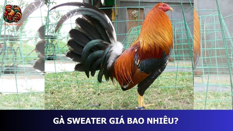 Gà Sweater giá bao nhiêu?