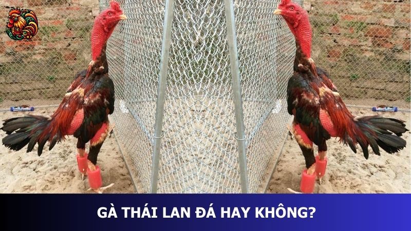 Gà Thái Lan đá hay không?