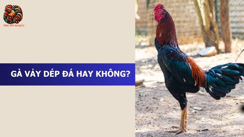 Gà vảy dép đá hay không?