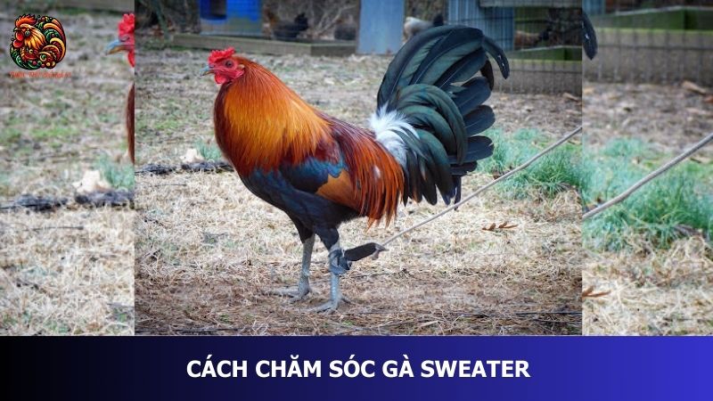 Hướng dẫn cách chăm sóc gà Sweater