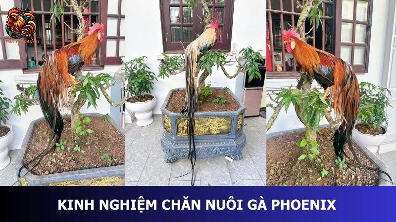 Kinh nghiệm chăn nuôi gà Phoenix