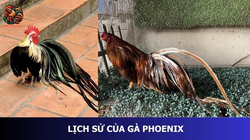 Lịch sử của gà Phoenix