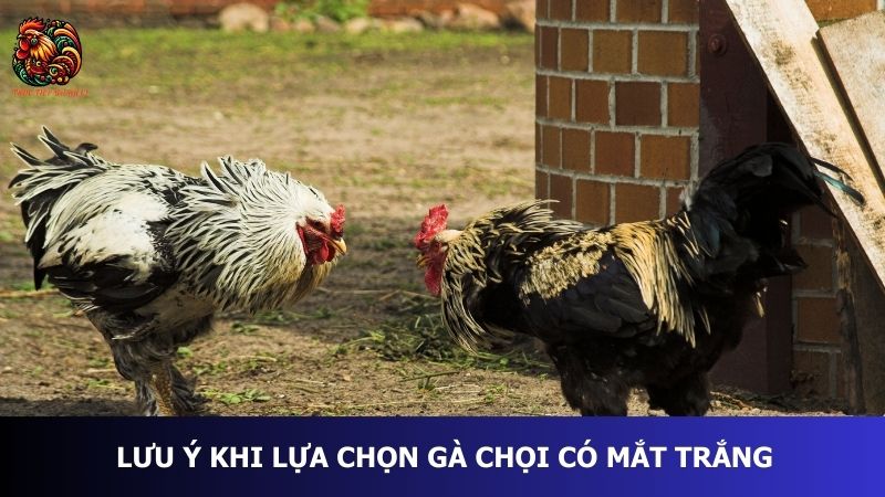 Lưu ý khi lựa chọn gà chọi có mắt trắng