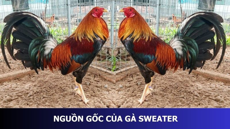 Nguồn gốc của gà Sweater