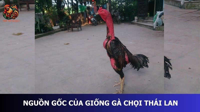 Nguồn gốc của giống gà chọi Thái Lan