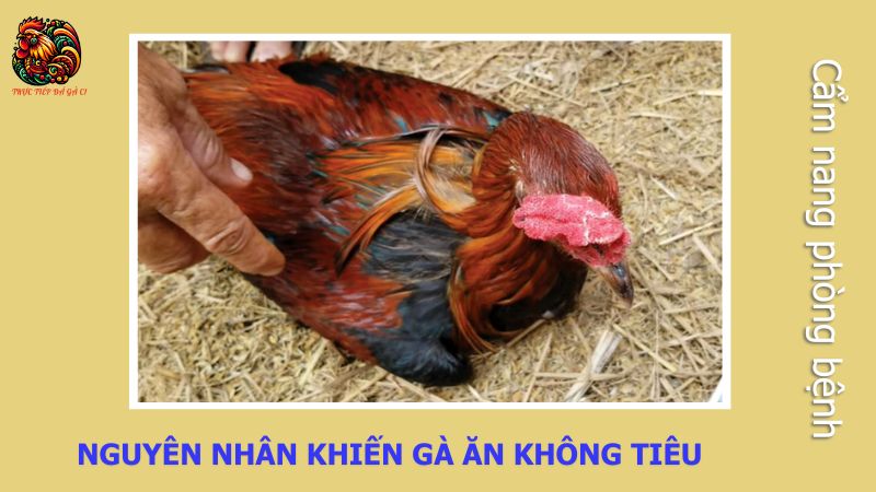 Nguyên nhân khiến gà ăn không tiêu