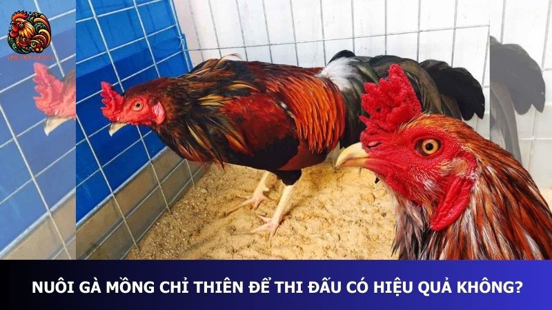 Nuôi gà mồng chỉ thiên để thi đấu có hiệu quả không?