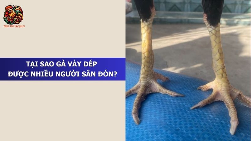 Tại sao gà vảy dép được nhiều người săn đón?