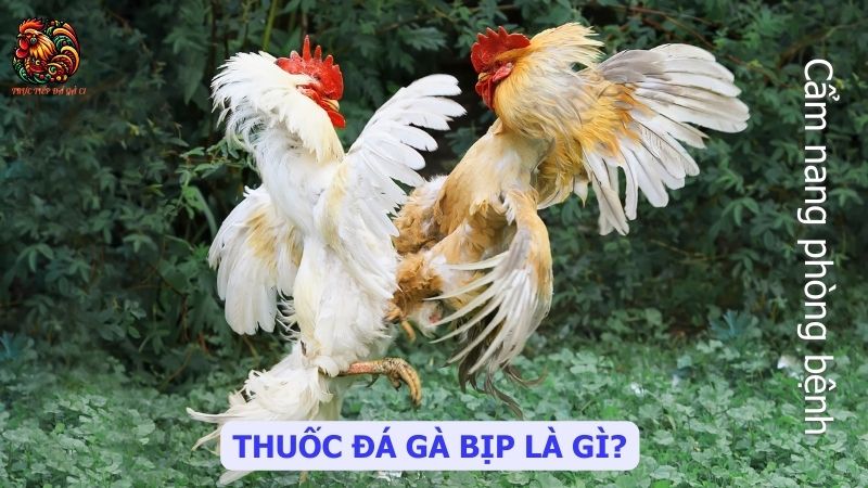 Thuốc đá gà bịp là gì?