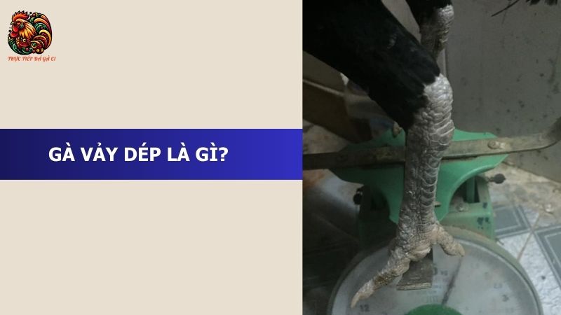 Tìm hiểu gà vảy dép là gì?