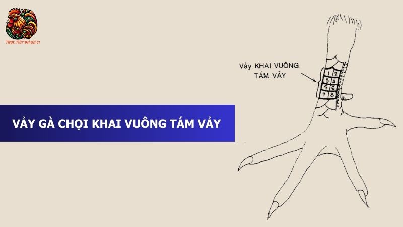 Vảy Gà Chọi Khai Vuông Tám Vảy