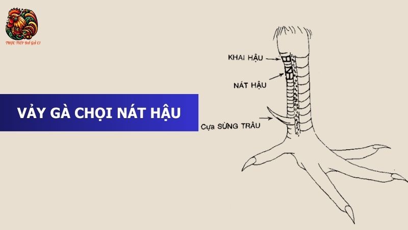 Vảy Gà Chọi Nát Hậu