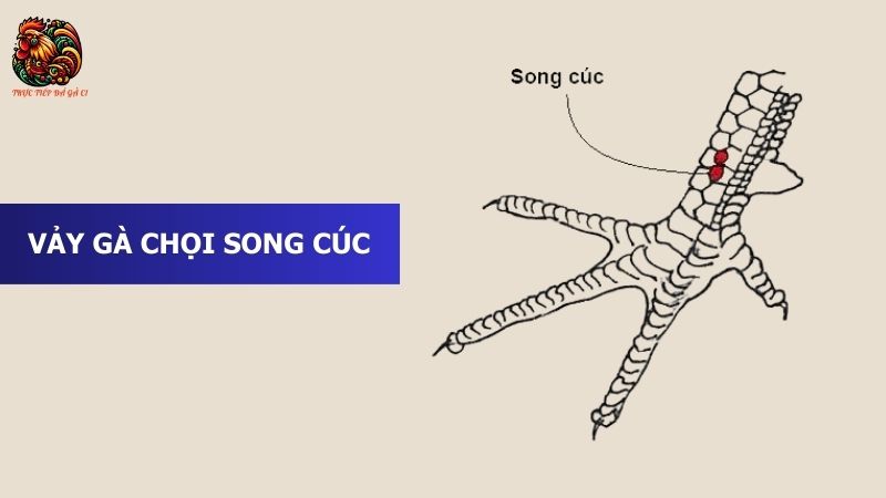 Vảy Gà Chọi Song Cúc